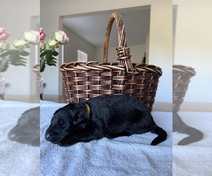 Medium German Shepherd Dog