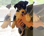 Small Photo #2  Puppy For Sale in , 