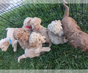 Goldendoodle-Poodle (Standard) Mix Puppy for Sale in MORGANTON, North Carolina USA