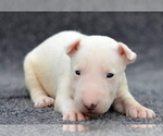 Small Photo #2 Miniature Bull Terrier Puppy For Sale in Kiskoros, Bacs-Kiskun, Hungary