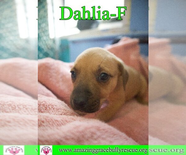Medium Photo #15 Australian Shepherd-Beagle Mix Puppy For Sale in Pensacola, FL, USA