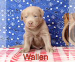 Small Photo #1 Labrador Retriever Puppy For Sale in MARSHFIELD, MO, USA