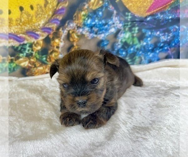 Medium Photo #23 Morkie Puppy For Sale in CASSVILLE, MO, USA