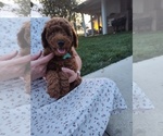 Puppy Puppy 3 Green Goldendoodle (Miniature)