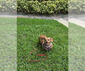 Chiweenie Dogs for adoption in Plantation, FL, USA