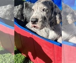 Small Photo #35 Great Dane Puppy For Sale in MARICOPA, AZ, USA