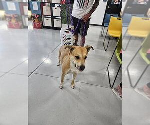 Black Mouth Cur-Unknown Mix Dogs for adoption in Temple, TX, USA