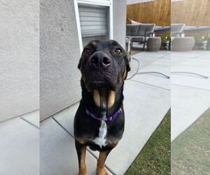Rotterman Dogs for adoption in Lake Elsinore, CA, USA