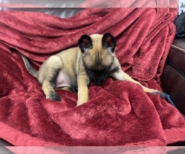 Medium Photo #78 Belgian Malinois Puppy For Sale in REESEVILLE, WI, USA