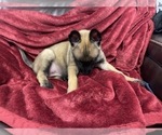 Small Photo #78 Belgian Malinois Puppy For Sale in REESEVILLE, WI, USA