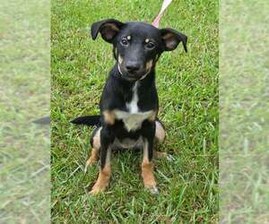 German Shepherd Dog-Unknown Mix Dogs for adoption in Brewster, NY, USA