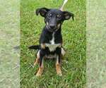 Pixie - Female German Shepherd Dog-Unknown Mix Dog for Adoption - Small photo