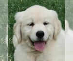 Small Photo #1 English Cream Golden Retriever Puppy For Sale in PARTRIDGE, KS, USA