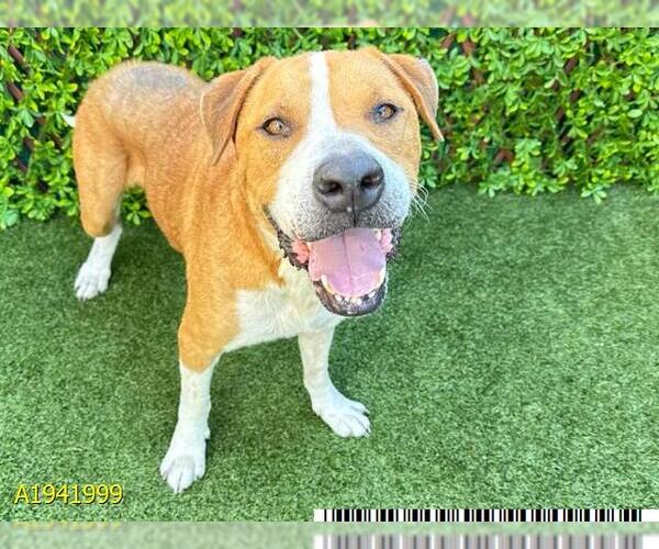 Medium Photo #3  Puppy For Sale in , 