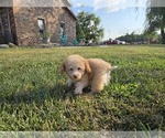 Small #4 Poodle (Toy)