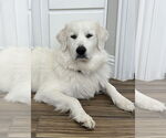 Small #12 Great Pyrenees
