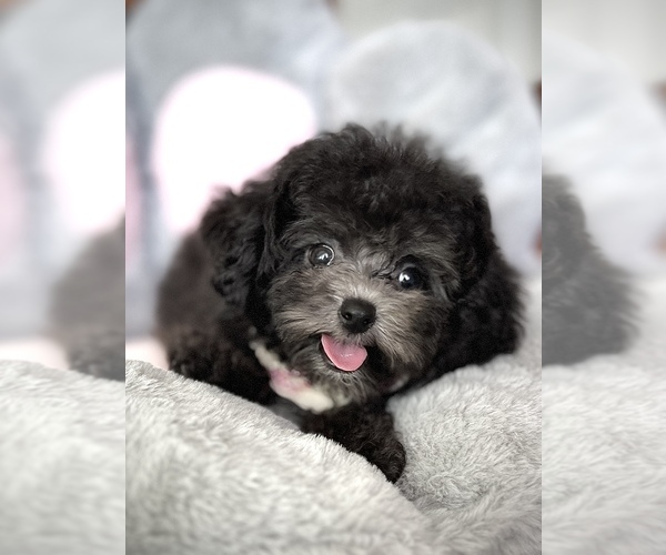 Medium Photo #1 Bichpoo-Poodle (Toy) Mix Puppy For Sale in HILO, HI, USA