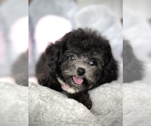 Bichpoo-Poodle (Toy) Mix Puppy for sale in HILO, HI, USA