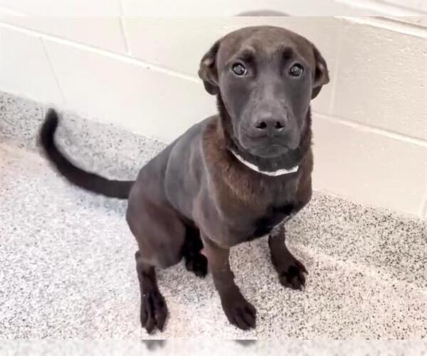 Medium Photo #3 American Pit Bull Terrier-Unknown Mix Puppy For Sale in Houston, TX, USA