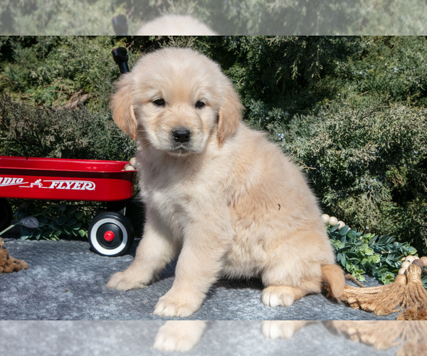 Medium Photo #2 English Cream Golden Retriever Puppy For Sale in ROCHESTER, IN, USA
