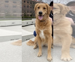 Golden Retriever Puppy for sale in LA FAYETTE, IN, USA