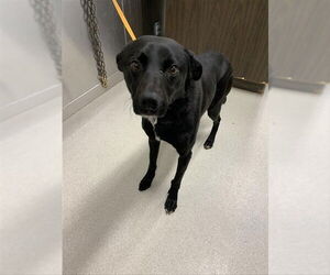 Pointer-Siberian Husky Mix Dogs for adoption in Fairbanks, AK, USA