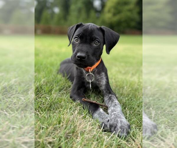 Medium Photo #1 German Shorthaired Pointer-Unknown Mix Puppy For Sale in Greenville, SC, USA