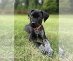 Small German Shorthaired Pointer Mix