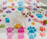 Small #8 Cavapoo (Miniature)-Poodle (Toy) Mix