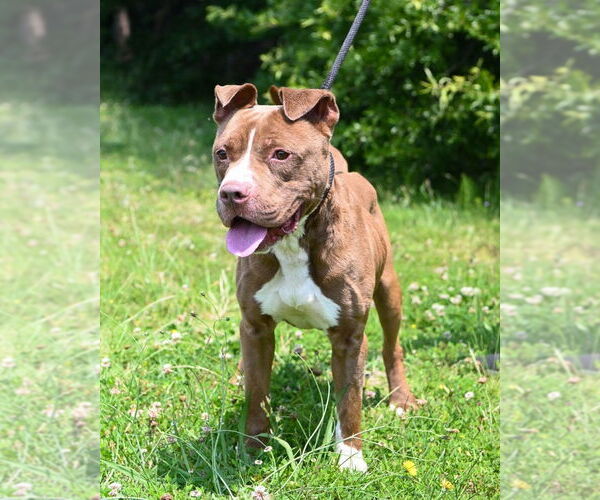 Medium Photo #11 American Pit Bull Terrier Puppy For Sale in Glen Allen, VA, USA