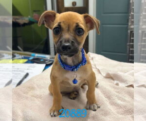 Medium Chiweenie