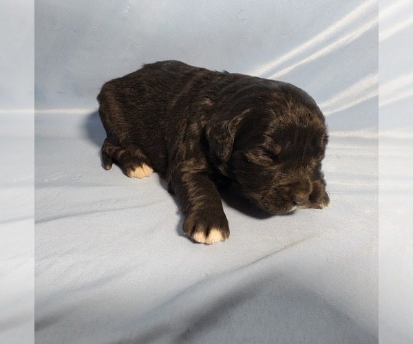 Medium Photo #9 Golden Mountain Dog Puppy For Sale in BLACK FOREST, CO, USA