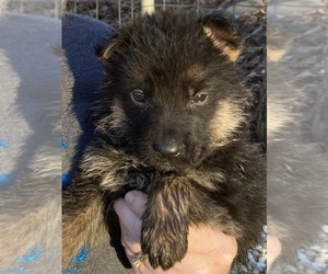 German Shepherd Dog Puppy for sale in DE SOTO, MO, USA