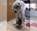 Small English Cream Golden Retriever