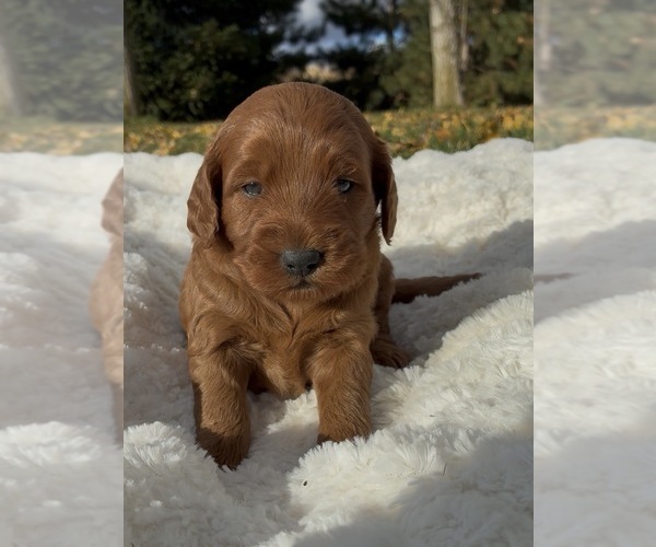 Medium Photo #2 Goldendoodle (Miniature) Puppy For Sale in RANDOLPH, WI, USA