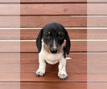Small Photo #1 Dachshund Puppy For Sale in WILLARD, OH, USA