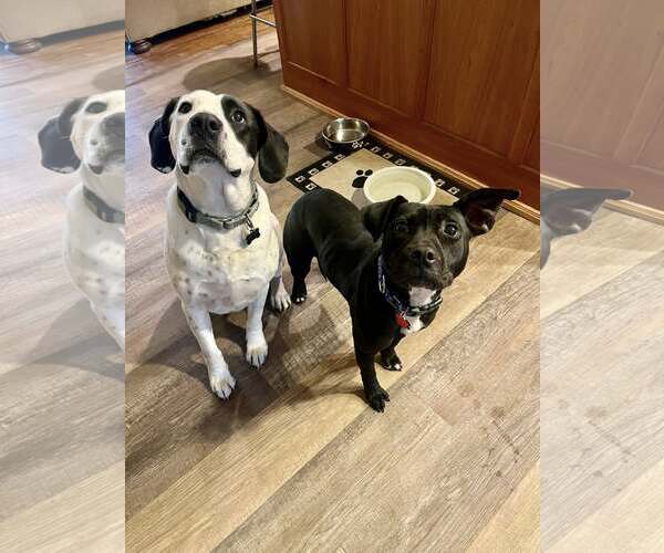 Medium Photo #2 Labrador Retriever-Unknown Mix Puppy For Sale in Mount Laurel, NJ, USA