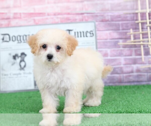 Medium Photo #1 Poochon Puppy For Sale in BEL AIR, MD, USA