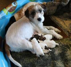 Mother of the Jack Russell Terrier puppies born on 06/21/2018