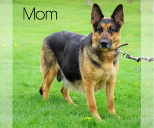 Mother of the German Shepherd Dog puppies born on 05/01/2020
