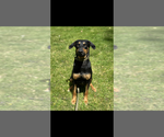 Small #1 Doberman Pinscher