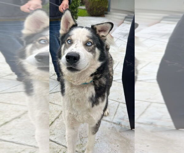 Medium Photo #2 Siberian Husky Puppy For Sale in Woodland Hills, CA, USA