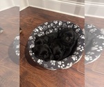 Small Brussels Griffon