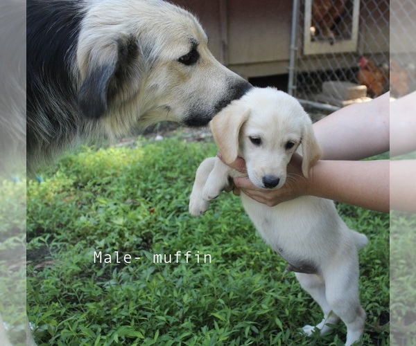 Medium Photo #6 Bernese Mountain Dog-Labrador Retriever Mix Puppy For Sale in BENNETT, NC, USA