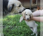 Small #5 Bernese Mountain Dog-Labrador Retriever Mix