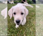 Small Photo #2 English Cream Golden Retriever-Golden Labrador Mix Puppy For Sale in NEW BEDFORD, MA, USA
