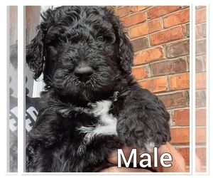 Bernedoodle-Poodle (Standard) Mix Puppy for sale in BLACKSBURG, VA, USA