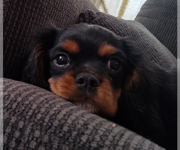 Medium Photo #1 Cavalier King Charles Spaniel Puppy For Sale in EAST PROVIDENCE, RI, USA