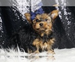 Small #2 Yorkshire Terrier