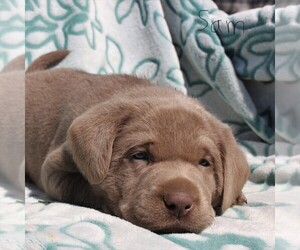 Labrador Retriever Puppy for sale in CHARLOTT HALL, MD, USA